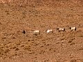 iran001119