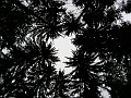 PICT0019a