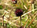 PICT0071